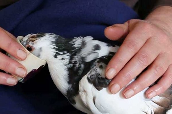 Почему голуби болеют кокцидиозом и как их лечить?