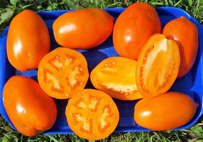 Почему я выбираю для выращивания оранжевые и желтые помидоры