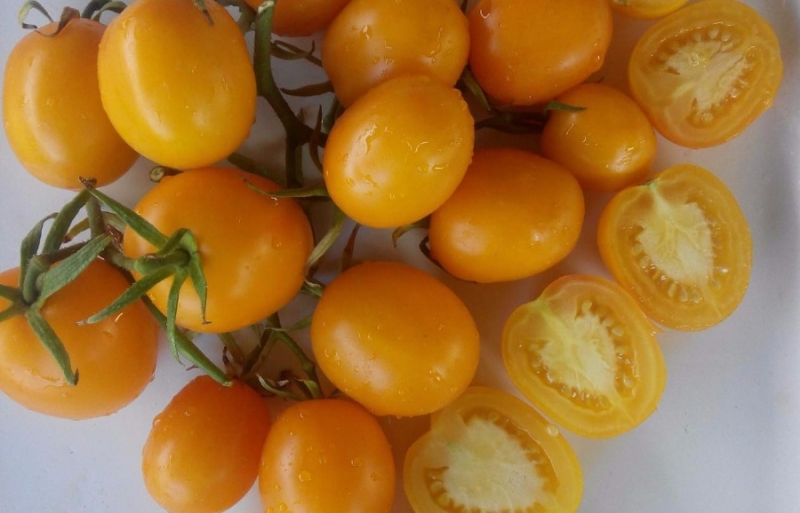 Почему я выбираю для выращивания оранжевые и желтые помидоры
