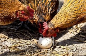 Почему куры клюют свои яйца и как их от этого отучить?