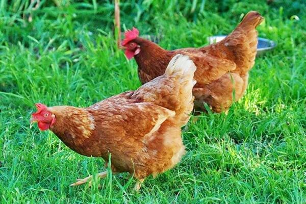 Почему куры клюют яйца и как их отлучить от груди?