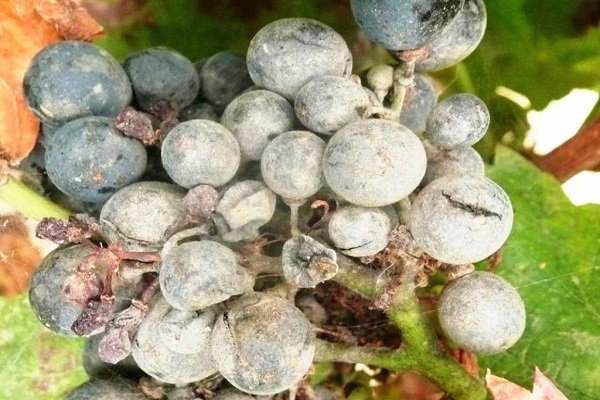 Почему лопается виноград и что делать?