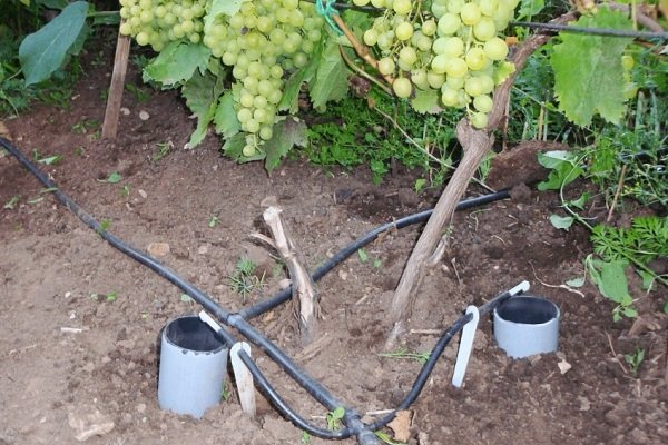 Почему лопается виноград и что делать?
