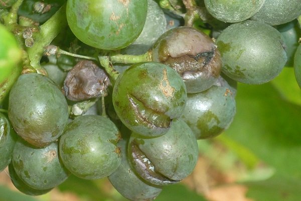 Почему лопается виноград, и что делать?