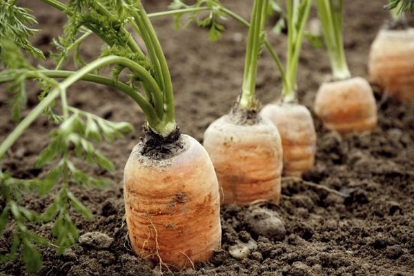 Почему морковь вянет: основные причины и эффективные методы решения