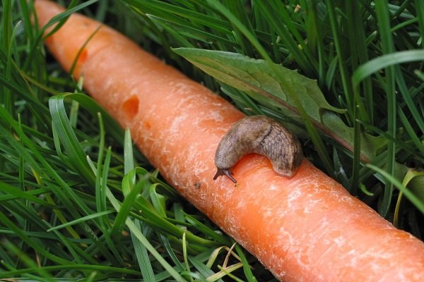Почему вянут морковь: основные причины и действенные решения