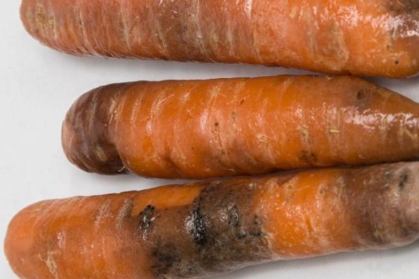 Почему вянут морковь: основные причины и действенные решения