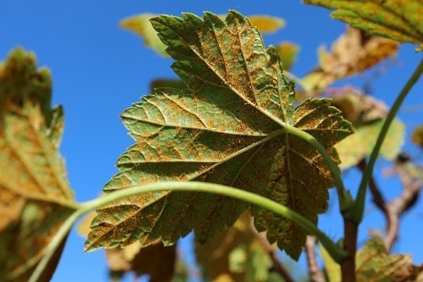 Почему на листьях смородины появились красные пятна и что делать?