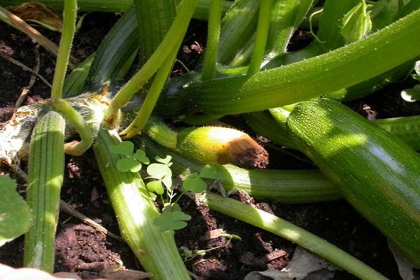 Почему деформируются листья кабачков?
