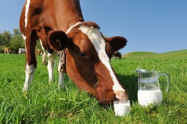 Почему у коровы горчит молоко? Как избавиться от горечи?