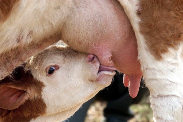 Почему у коровы горькое молоко? Как избавиться от горечи?