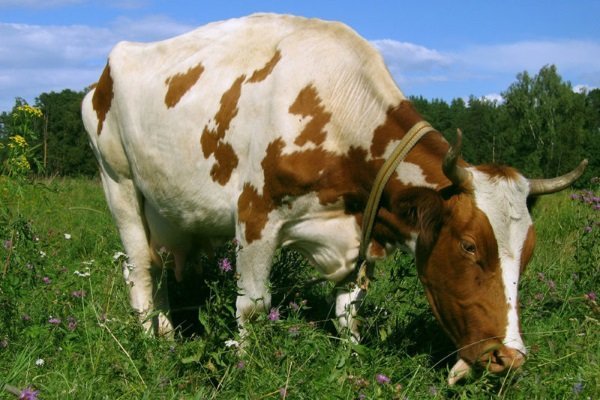 Почему у коровы горькое молоко? Как избавиться от горечи?