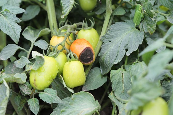 Подкормки и удобрения для томатов в открытом грунте - минеральные и органические