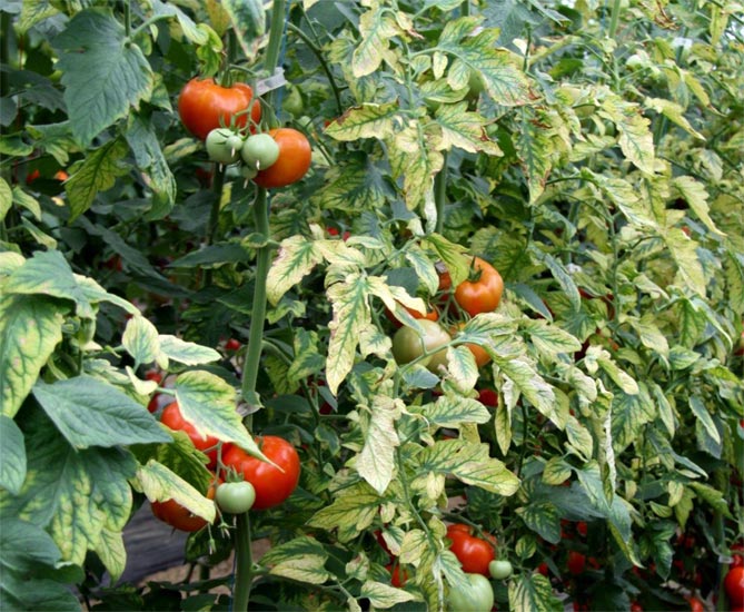 Подкормки и удобрения для томатов в открытом грунте - минеральные и органические