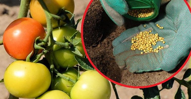 Подкормки и удобрения для помидоров в открытом грунте – минеральные и органические