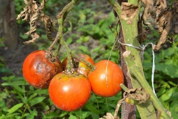 Подробный обзор томата Буканеве и правил его выращивания