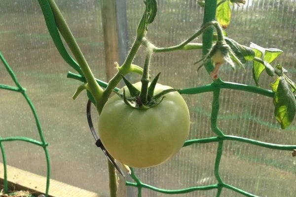 Подвязка помидоров: зачем это нужно и как правильно делать?