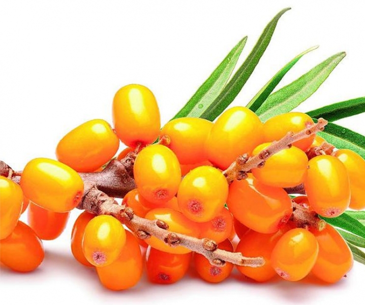 Полезные свойства ягод, листьев, облепихового масла для организма человека