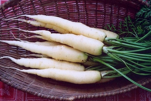 Полный обзор характеристики белой моркови и правил ухода за ней
