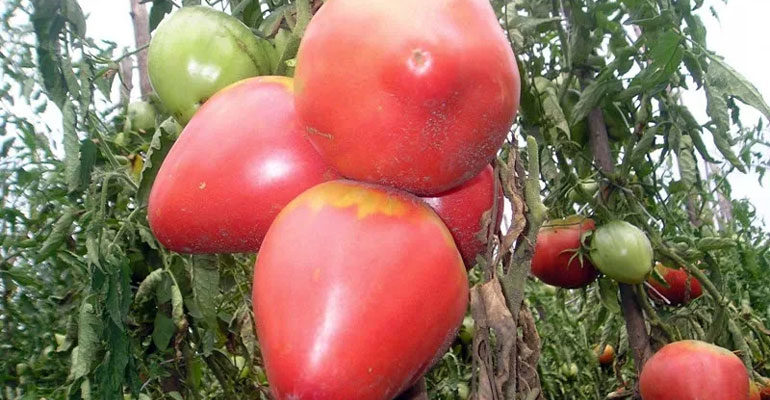 Помидоры Розовый мед – отзывы, описание сорта томата с фото, достоинства и недостатки