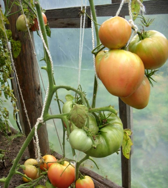 Помидоры Розовый мед - отзывы, описание сортов томатов с фото, достоинства и недостатки