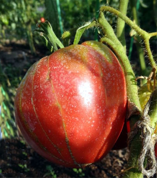 Помидоры Розовый мед - отзывы, описание сортов томатов с фото, достоинства и недостатки