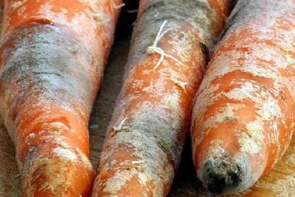 Народные болезни и вредители моркови