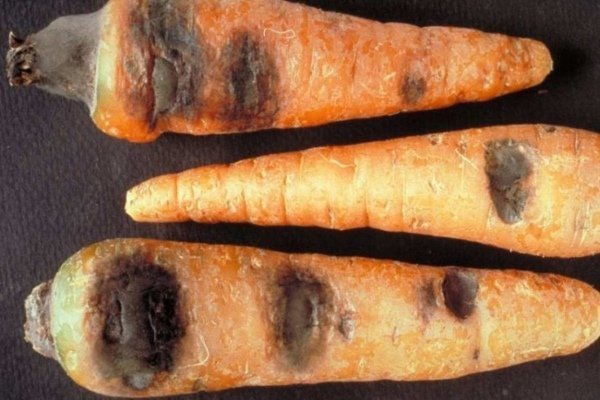 Народные болезни и вредители моркови