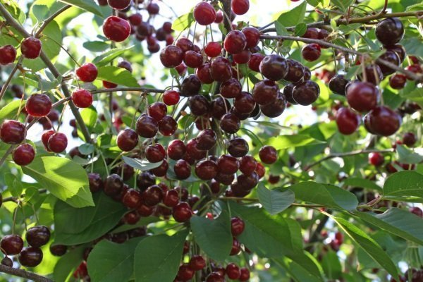 Популярные сорта вишни для выращивания в Подмосковье