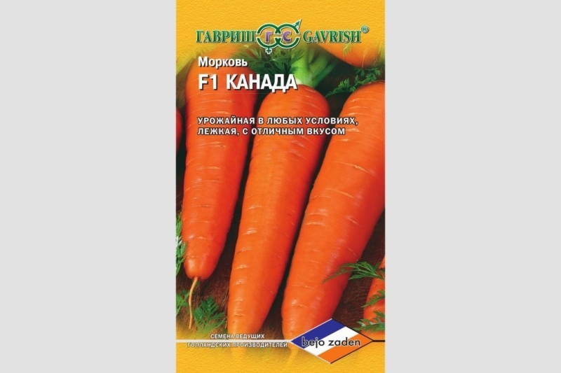 Популярный сорт моркови Канада: нюансы ее посадки и ухода
