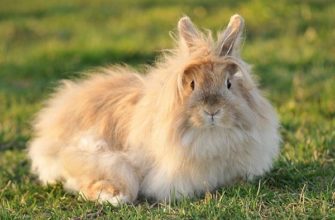 Порода Ангорского кролика: описание, правила содержания и разведения
