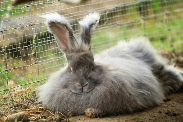 Порода ангорских кроликов: описание, правила содержания и разведения