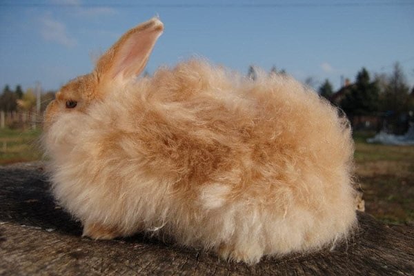 Порода ангорских кроликов: описание, правила содержания и разведения