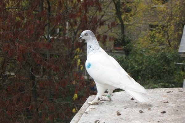 Высокогорная венгерская порода голубей. Особенности содержания, питания, разведения