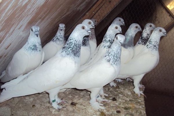 Высокогорная венгерская порода голубей. Особенности содержания, питания, разведения