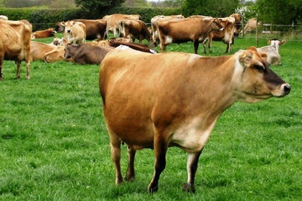 Порода коров «Джерси»: значение породы, характеристика и содержание