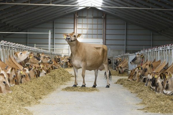 Порода коров «Джерси»: значение породы, характеристика и содержание