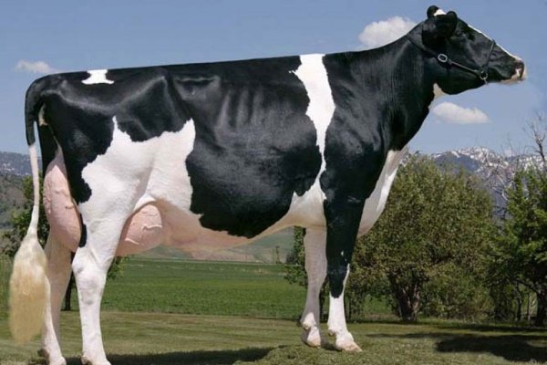 Порода коров «Голштино фризская»: особенности, продуктивность, уход, содержание и разведение