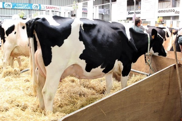 Порода коров голштино-фризской породы: характеристика, продуктивность, уход, содержание и разведение
