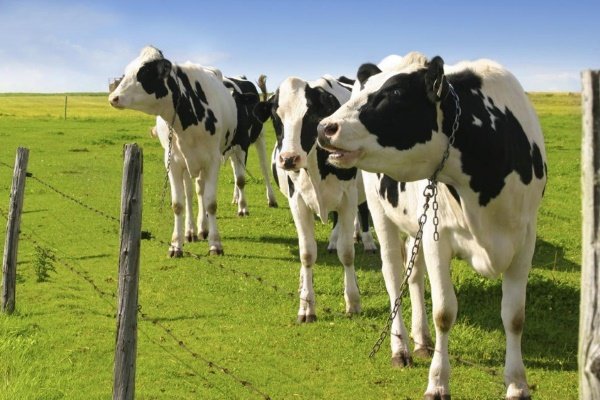 Порода коров голштино-фризской породы: характеристика, продуктивность, уход, содержание и разведение