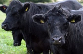 Порода коровы «Абердин ангусская»: особенности ухода и продуктивность