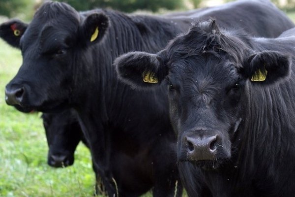 Порода коровы «Абердин ангусская»: особенности ухода и продуктивность