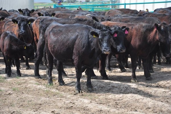 Порода крупного рогатого скота «Абердин Ангус»: особенности ухода и продуктивности
