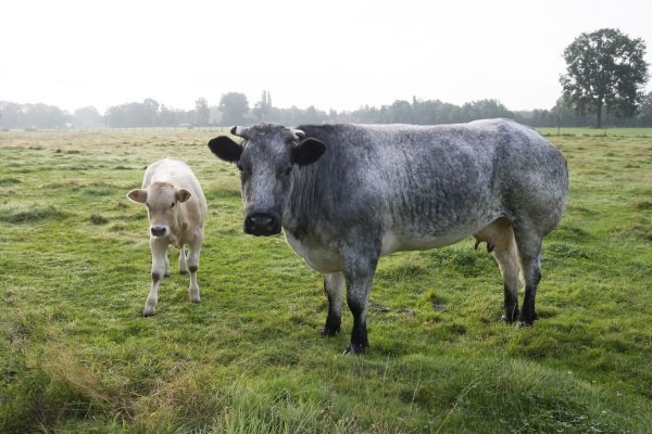 Порода коровы - бельгийская голубая: характеристика, уход и продуктивность
