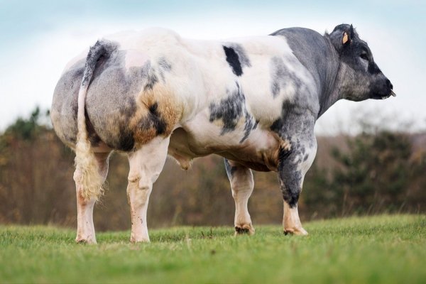 Порода коровы - бельгийская голубая: характеристика, уход и продуктивность