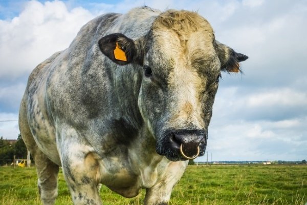 Порода коровы – Бельгийская голубая: особенности, уход и продуктивность