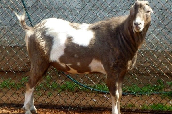 Порода коз – Ламанча: описание, продуктивность, уход и разведение