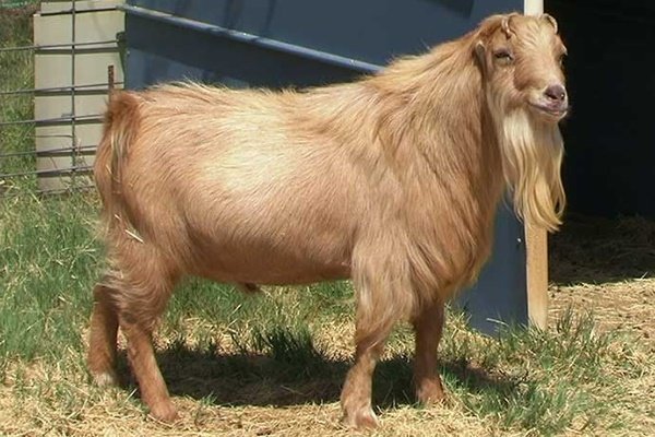 Порода коз - Ла-Манча: описание, продуктивность, уход и разведение