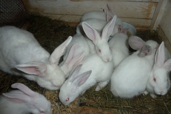Порода кроликов белый гигант: характеристика, содержание и разведение