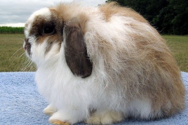 Порода кролика - Овца. Подвиды, их характеристика и содержание